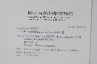 曲莖馬藍藏品圖，第2張