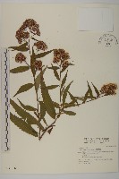 臺灣馬蘭藏品圖，第1張