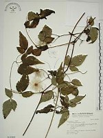 小木通藏品圖，第1張