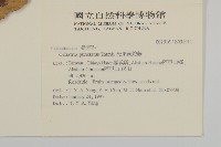 光果南蛇藤藏品圖，第2張
