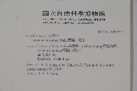 阿里山忍冬、漸尖葉忍冬藏品圖，第2張