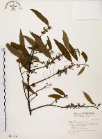 山胡椒藏品圖，第1張