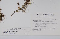 普刺特草藏品圖，第2張