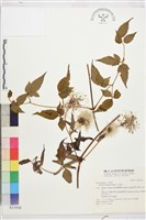 小木通藏品圖，第2張