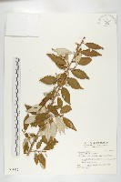 藤胡頹子藏品圖，第1張