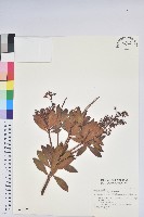 臺灣馬醉木藏品圖，第1張