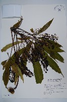 臺灣鵝掌柴藏品圖，第1張