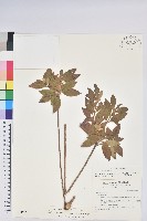 紅毛杜鵑藏品圖，第1張