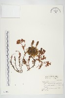 玉山佛甲草藏品圖，第1張