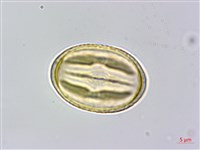 菽草藏品圖，第1張