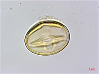 菽草藏品圖，第2張