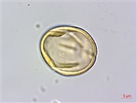 菽草藏品圖，第3張