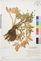 水辣菜、禺毛茛藏品圖，第1張