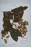 假酸漿藏品圖，第1張