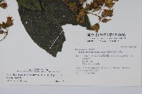 假酸漿藏品圖，第2張