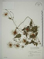 田代氏鐵線蓮藏品圖，第1張