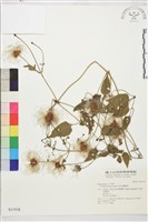 田代氏鐵線蓮藏品圖，第2張