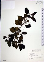 腺果藤、刺藤藏品圖，第1張