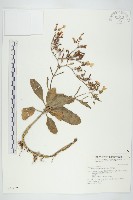 倒吊蓮、匙葉燈籠草藏品圖，第1張