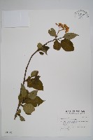 恆春厚殼樹藏品圖，第1張