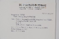 恆春厚殼樹藏品圖，第2張