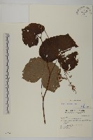 賽山藍藏品圖，第3張