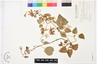 屏東鐵線蓮藏品圖，第2張