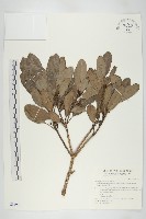 耿氏虎皮楠藏品圖，第1張