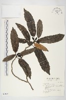 桃葉珊瑚藏品圖，第1張