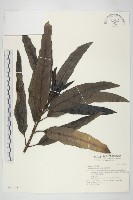 桃葉珊瑚藏品圖，第1張