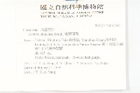 桃葉珊瑚藏品圖，第2張