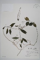 針刺草藏品圖，第1張