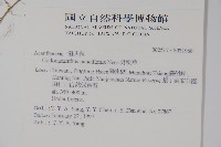 針刺草藏品圖，第2張