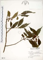 疏齒紫珠、恆春紫珠藏品圖，第1張