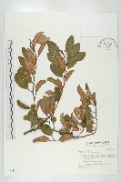 藤胡頹子藏品圖，第1張