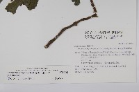 長穗馬藍藏品圖，第2張