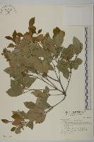 菱葉衛矛藏品圖，第1張