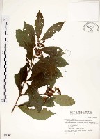 疏齒紫珠、恆春紫珠藏品圖，第1張