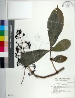 臺灣野牡丹藤藏品圖，第1張