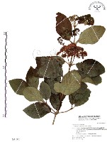 杜虹花，台灣紫珠藏品圖，第1張