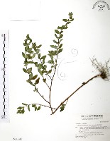 克非亞草藏品圖，第1張