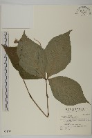 臺灣及己藏品圖，第1張