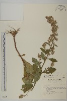 生毛將軍藏品圖，第1張