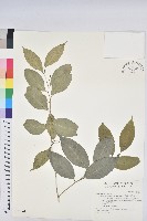 交力坪鐵色藏品圖，第1張