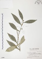 柚葉藤藏品圖，第1張