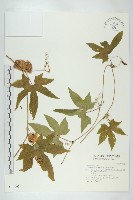 雙輪瓜藏品圖，第1張