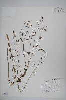 輪葉沙參藏品圖，第1張