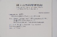 輪葉沙參藏品圖，第2張