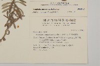 玉山抱莖籟簫藏品圖，第2張