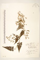 裂葉蔓黃菀藏品圖，第1張